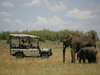 Saruni Mara - excellent Big 5 game viewing